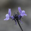 Linaria arvensis (L.) Desf. - Image 2