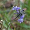 Linaria arvensis (L.) Desf.