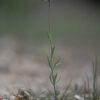 Linaria arvensis (L.) Desf. - Image 6
