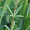 Linaria arvensis (L.) Desf. - Image 3