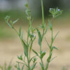 Linaria micrantha (Cav.) Hoffmanns. & Link - Image 7