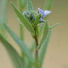 Linaria micrantha (Cav.) Hoffmanns. & Link - Image 2