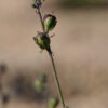 Linaria micrantha (Cav.) Hoffmanns. & Link - Image 4