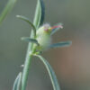 Misopates orontium (L.) Raf. - Image 3