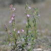Misopates orontium (L.) Raf. - Image 7