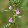 Misopates orontium (L.) Raf.