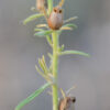 Misopates orontium (L.) Raf. - Image 4
