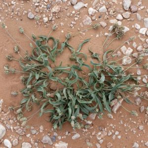 Plantago amplexicaulis Cav.