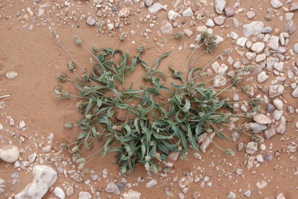 Plantago amplexicaulis Cav.