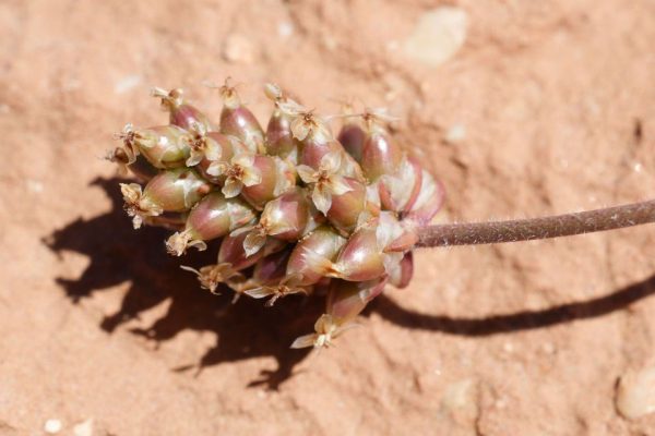Plantago amplexicaulis Cav. - Image 4