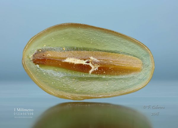 Plantago amplexicaulis Cav. - Image 8