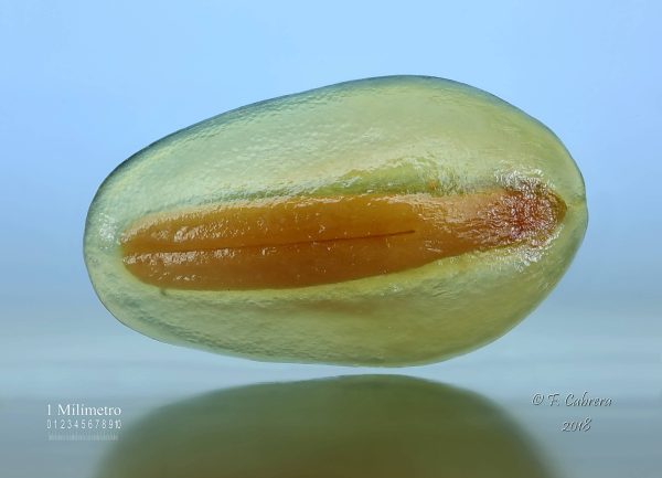 Plantago amplexicaulis Cav. - Image 7