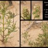 Plantago afra L.