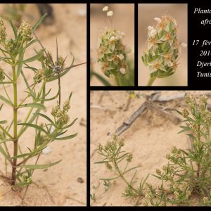 Plantago afra L.