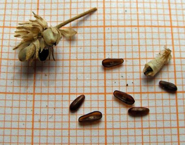 Plantago bellardii All. - Image 5