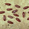 Plantago afra L. - Image 4