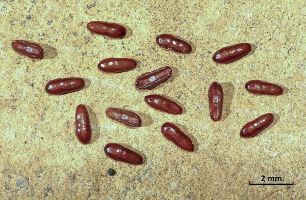 Plantago afra L. - Image 4