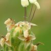 Plantago afra L. - Image 5