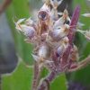 Plantago afra L. - Image 6