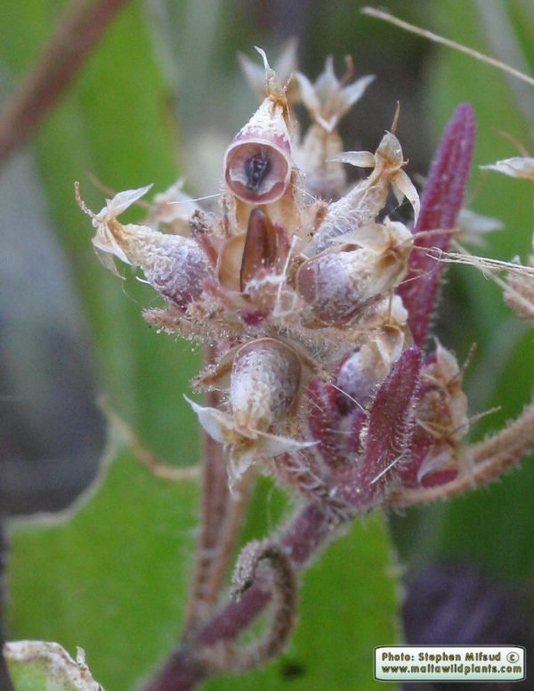 Plantago afra L. - Image 6