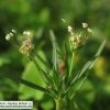 Plantago afra L. - Image 7
