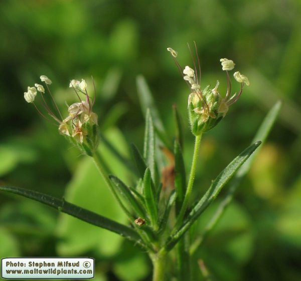 Plantago afra L. - Image 7