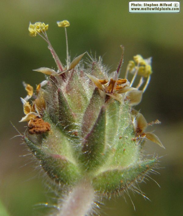 Plantago bellardii All. - Image 4