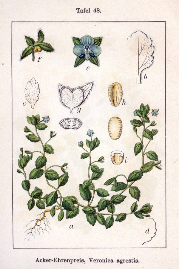 Veronica agrestis L. - Image 4