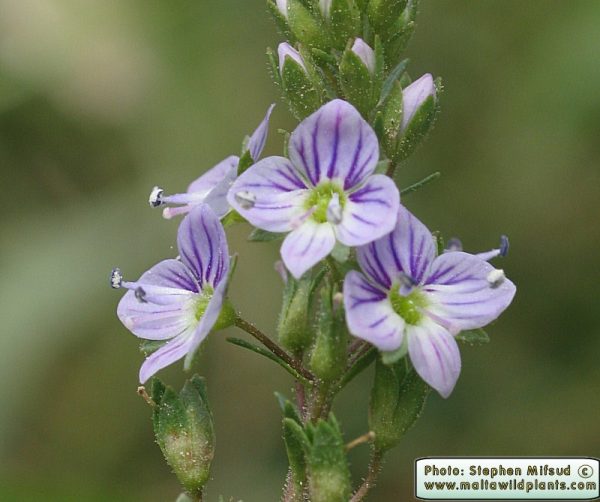 Veronica anagallis-aquatica L.