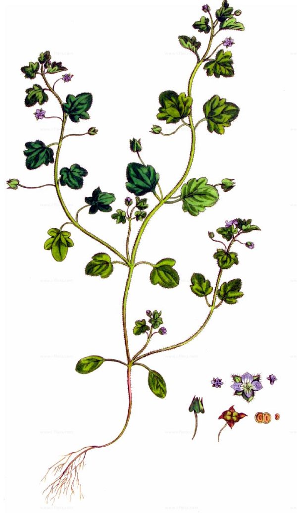 Veronica hederifolia L. - Image 4