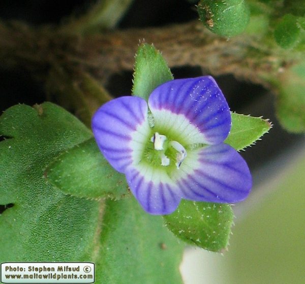 Veronica hederifolia L. - Image 2