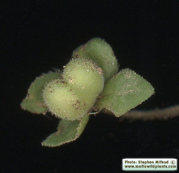 Veronica hederifolia L. - Image 3