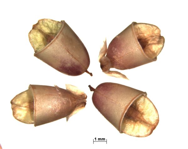 Plantago amplexicaulis Cav. - Image 6