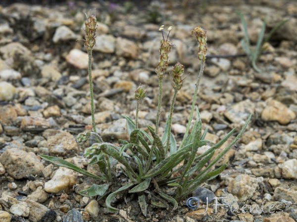 Plantago albicans L. - Image 7