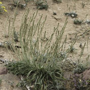 Plantago albicans L.
