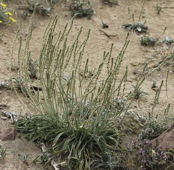 Plantago albicans L.