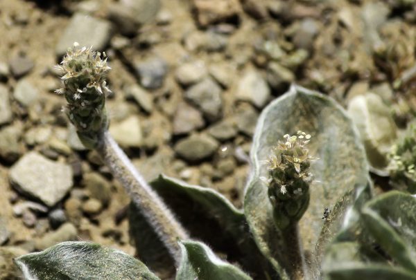 Plantago ciliata Desf. - Image 2
