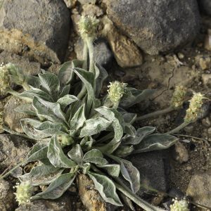 Plantago ciliata Desf.
