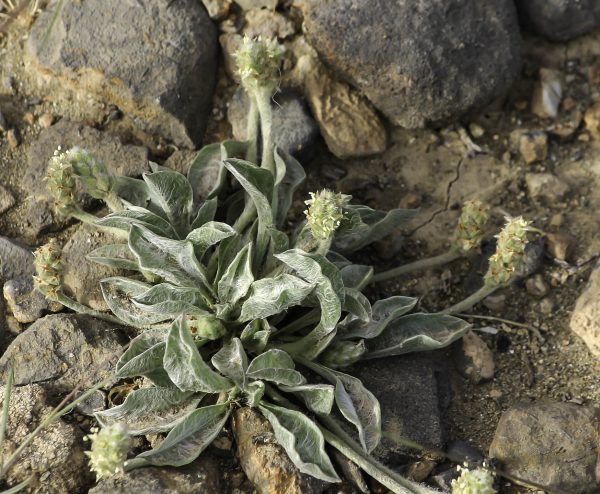 Plantago ciliata Desf.