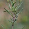 Plantago afra L. - Image 8