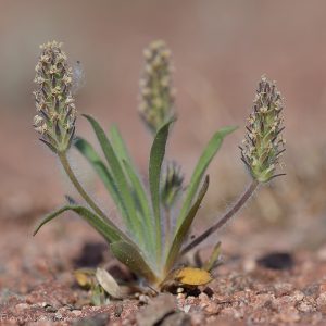 Plantago bellardii All.