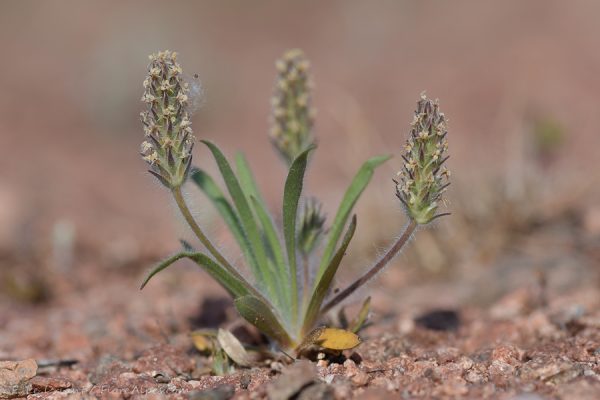 Plantago bellardii All.