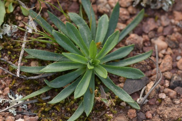 Plantago bellardii All. - Image 2