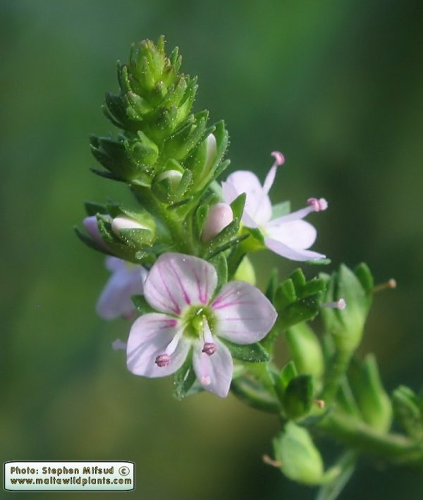Veronica anagallis-aquatica L. - Image 2