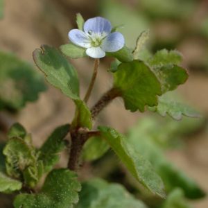 Veronica agrestis L.