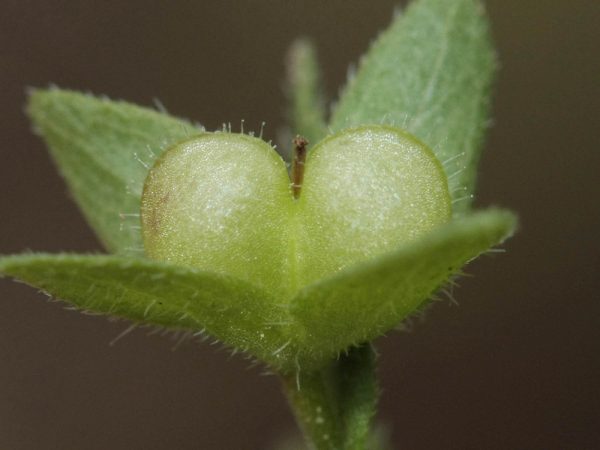 Veronica agrestis L. - Image 3
