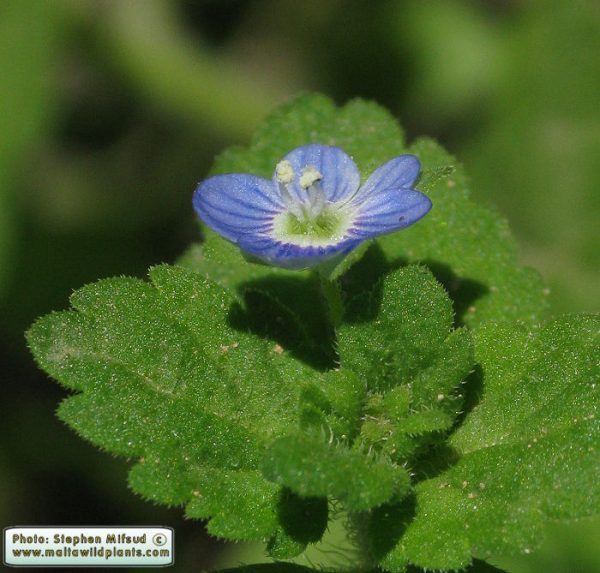 Veronica hederifolia L.
