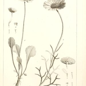 Chrysanthoglossum trifurcatum (Desf.) B.H.Wilcox, K.Bremer & Humphries