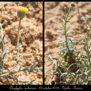 Otoglyphis pubescens (Desf.) Pomel