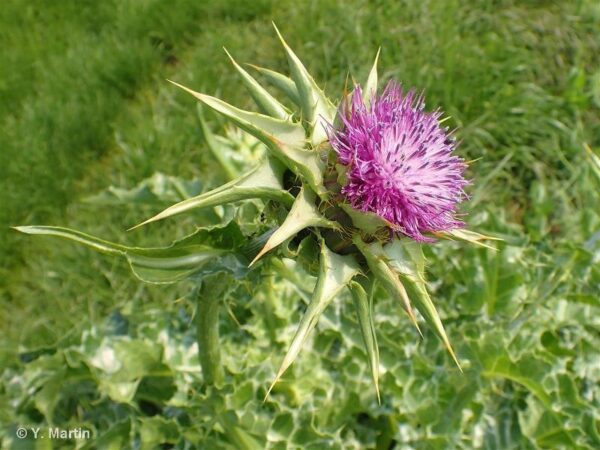 Silybum marianum (L.) Gaertn. - Image 2